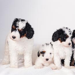 Aussiedoodles, Bernedoodles, Cavapoos, and Goldendoodles from Timp Doodles