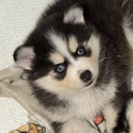 Inferno - Black and white male Pomsky puppy in Spring Hill, Florida from PDQ Pomskies