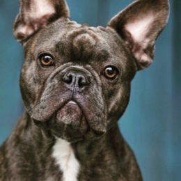 French Bulldogs from My Spoiled Frenchies