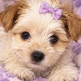 Parti - Parti female Yorkshire Terrier puppy in Ohio from Cindys Yorkshire Terriers