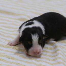 BTF 2 - Black tri-color female Australian Shepherd puppy in Lakewood, California from Cloud Nine Kennel