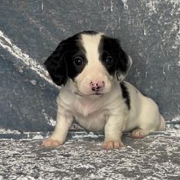 Purple collar - Piebald male Dachshund puppy in Poteau, Oklahoma from Sisters Dazzling Dachshunds
