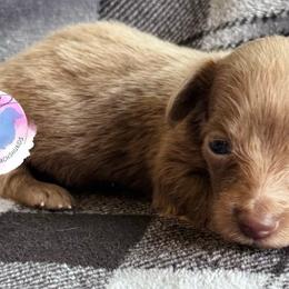 Girl 2 - Fawn (isabella) and cream female Dachshund puppy in Houston, Texas from L&L 4D Dancer’s Dachshunds