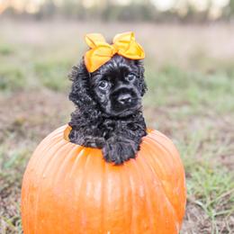 Cavalier King Charles Spaniel, Cavapoo, Cockapoo, and Cocker Spaniel Puppies from Double M Cocker Spaniels