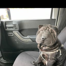 Loki - Chinese Shar-Pei