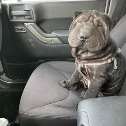 Loki - Chinese Shar-Pei