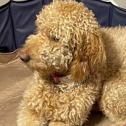 Maddie - Goldendoodle