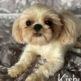 Kirby - Shih Tzu