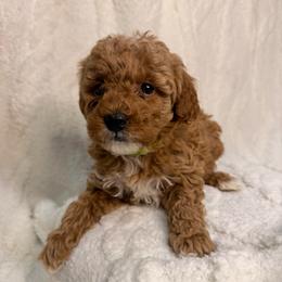 Dolly - Cream female Aussiedoodle puppy in North Olmsted, Ohio from Iron Doodles