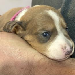 Hot Pink Collar - Fawn (isabella) and tan female Dachshund puppy in Johnson, Vermont from RBP Dachshunds