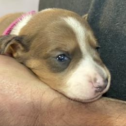 Hot Pink Collar - Fawn (isabella) and tan female Dachshund puppy in Johnson, Vermont from RBP Dachshunds