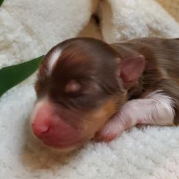 Miniature Australian Shepherd Puppies from Barnyard Mini Aussies