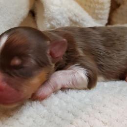 Miniature Australian Shepherd Puppies from Barnyard Mini Aussies