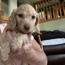 Cream boy - Cream male Dachshund puppy in Swanton, Ohio from Mighty But Mini Dachshunds