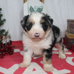 Cajun - Blue merle male Aussiedoodle puppy in Tuscola, Illinois from Dream on puppies