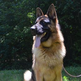 Zamp - German Shepherd