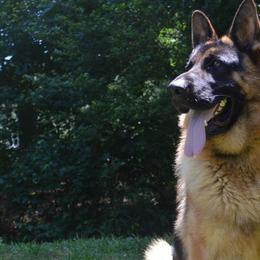 Zamp - German Shepherd