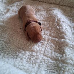 Brown - Golden rust male Vizsla puppy in Maineville, Ohio from Izabella Vizslas