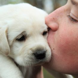 Labrador Retriever Puppies from Glory View Labradors