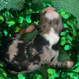 Dublin - Blue merle male Australian Shepherd puppy in Marshall, Virginia from Greywood Farm Aussies