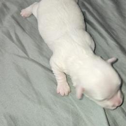 Girl 3 - White female Maltipoo puppy in Brooksville, Florida from DeVall Maltipoos
