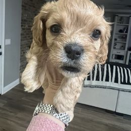 Cavapoo and Shihpoo Puppies from Haus of Doodles