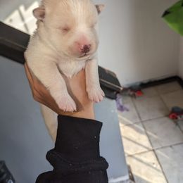 Pomsky Puppies from Valparaiso Pomskys