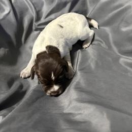 Girl 2 - Brown and gray female Wirehaired Pointing Griffon puppy in Jerome, Idaho from Double R Griffons