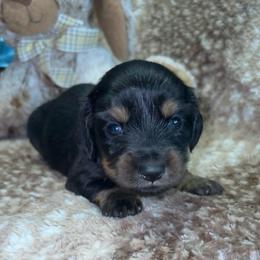 Dutton (Russian lines) - Black and tan male Dachshund puppy in Goldthwaite, Texas from Mini Mama Dachshunds