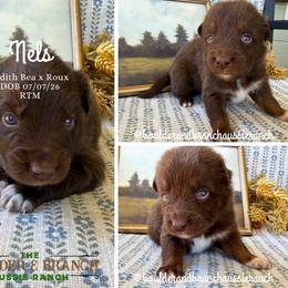 Nels - Red tri-color male Australian Shepherd puppy in Temecula, California from Boulder & Branch Aussie Ranch
