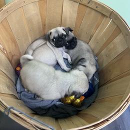 Michael - Fawn male Pug puppy in Yellville, Arkansas from Ozark Mountain Doodles & Pugs