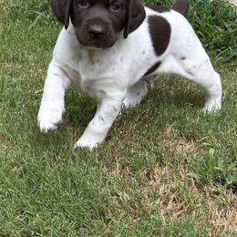 German Shorthaired Pointer Puppies from Robin Kummer