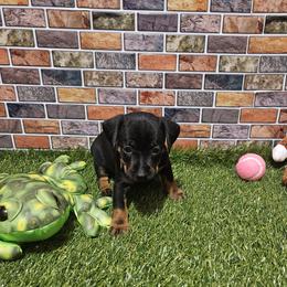 Bentley - Black and tan male Miniature Pinscher puppy in Baton Rouge, Louisiana from Pike's Pups