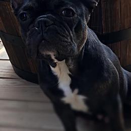 French Bulldogs from Georgia Star Frenchies