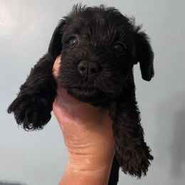 Schnoodles from Sea Side Schnoodles