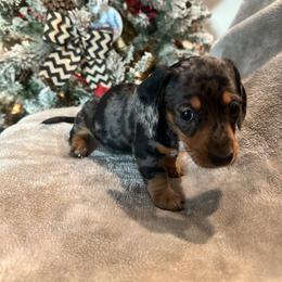 Boy 1 - Dapple male Dachshund puppy in Poway, California from DachshyVerse