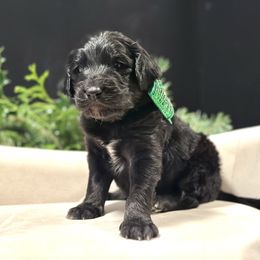 Rudolph - Black male Goldendoodle puppy in Rainier, Oregon from Beaver Springs Puppies