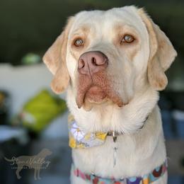 Piper - Labrador Retriever