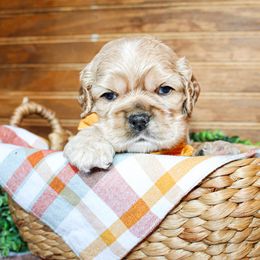 Cavalier King Charles Spaniel, Cavapoo, Cockapoo, and Cocker Spaniel Puppies from Double M Cocker Spaniels