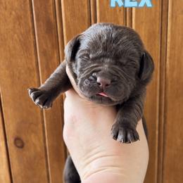 Rex - Chocolate male Labrador Retriever puppy in Tomahawk, Wisconsin from Mahner Labs