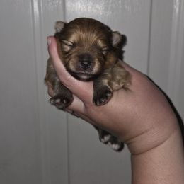 Flame - Orange sable male Pomeranian puppy in Creswell, North Carolina from Grace's Poms🐾💕