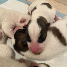 Akita Puppies from Gloe Akita's