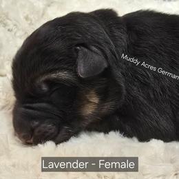 Lavender - Black and tan female German Shepherd puppy in Tony, Wisconsin from Muddy Acres German Shepherds