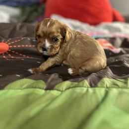 Grace - AKC - Ruby female Cavalier King Charles Spaniel puppy in Fairmount, Indiana from Dream Maker Cavaliers