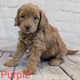 Miss Purple - Red  female Goldendoodle puppy in Lebanon, Pennsylvania from Robertson's Retrievers and Doodles