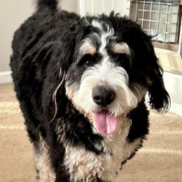 Loki - Bernedoodle