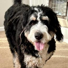 Loki - Bernedoodle