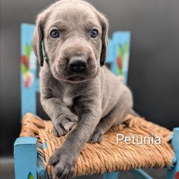 Petunia - Blue female Weimaraner puppy in Evart, Michigan from Drehbar Weimaraners