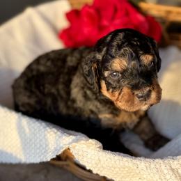 Prince Naveen - Tri-color male Bernedoodle puppy in Munster, Indiana from Miranda’s Sunshine Poodles and Doodles