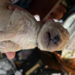 Legacy - blue collar - Apricot female Poodle puppy in Lebanon, Ohio from Lucky's Legacy
